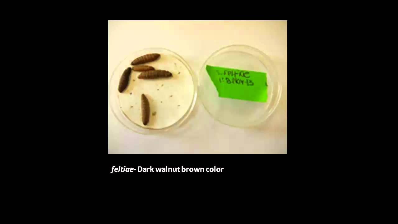 MSU OPM: How to Rear Nematodes for Biocontrol