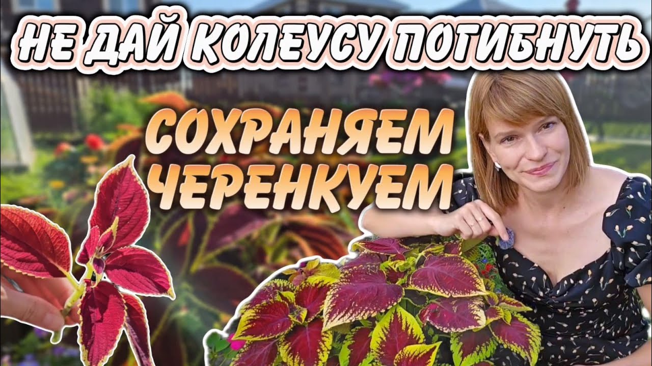 Не выкидывайте колеусы, пока не посмотрите это видео