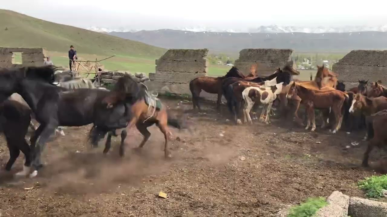 Бой двух жеребцов🔥🔥