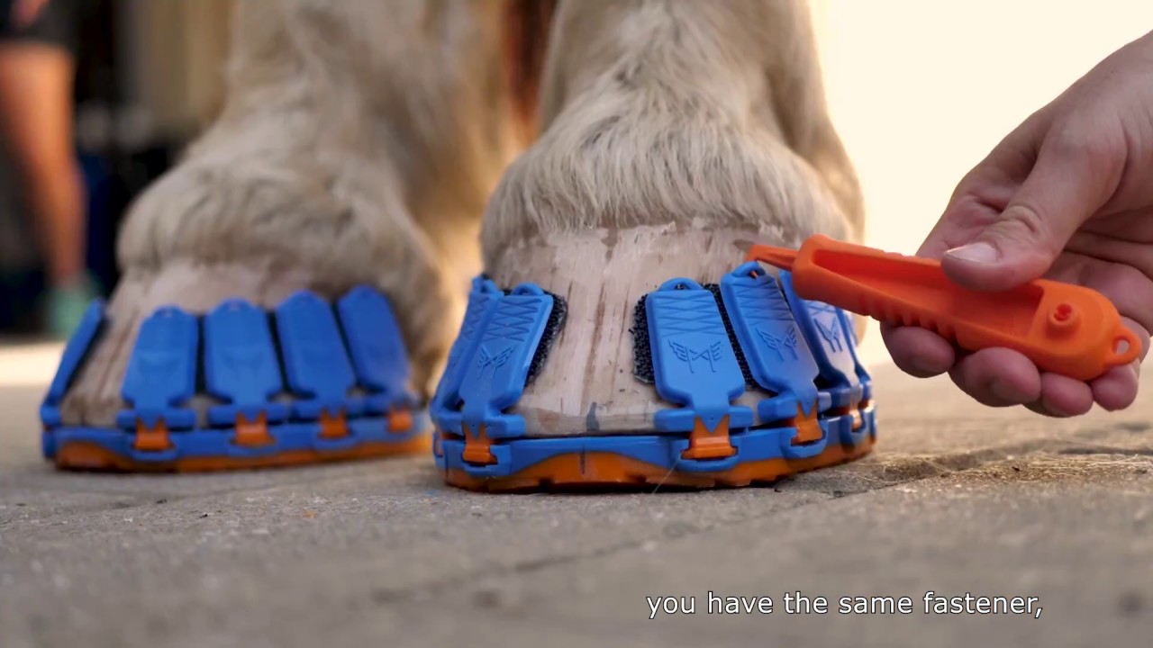 Sports Shoe for Horses | The Henry Ford&rsquo;s Innovation Nation