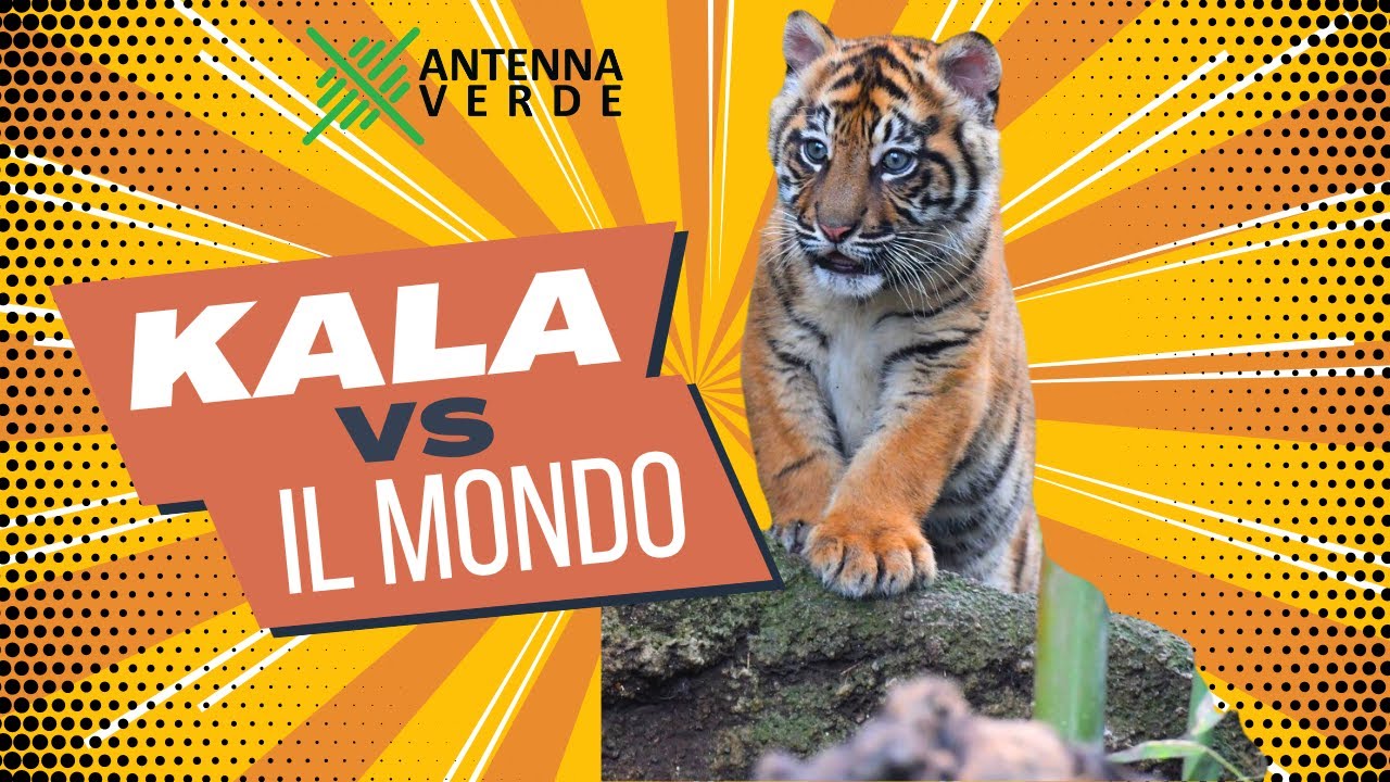 Kala: Epica Avventura della Tigrotta di Sumatra nel Bioparco di Roma