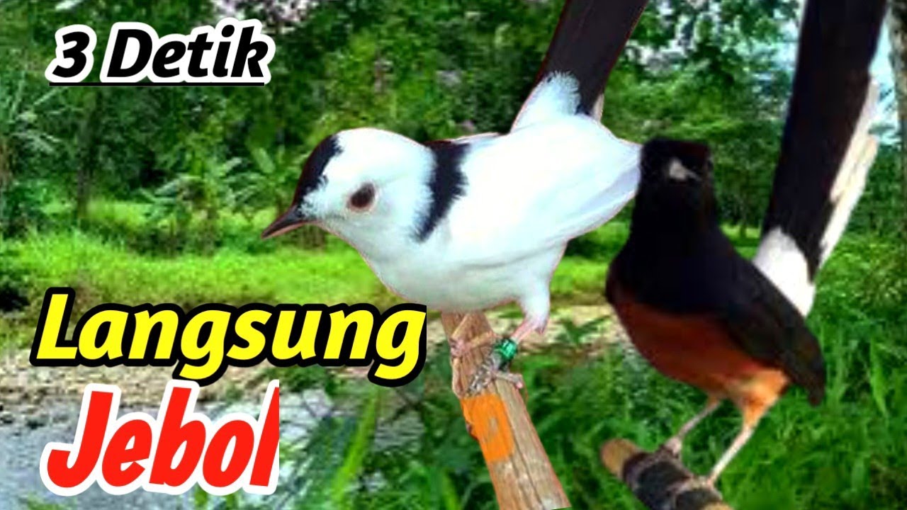 Masteran Murai Batu Mudah Nyaut: Suara Air & Hutan Asli untuk Setting Mental