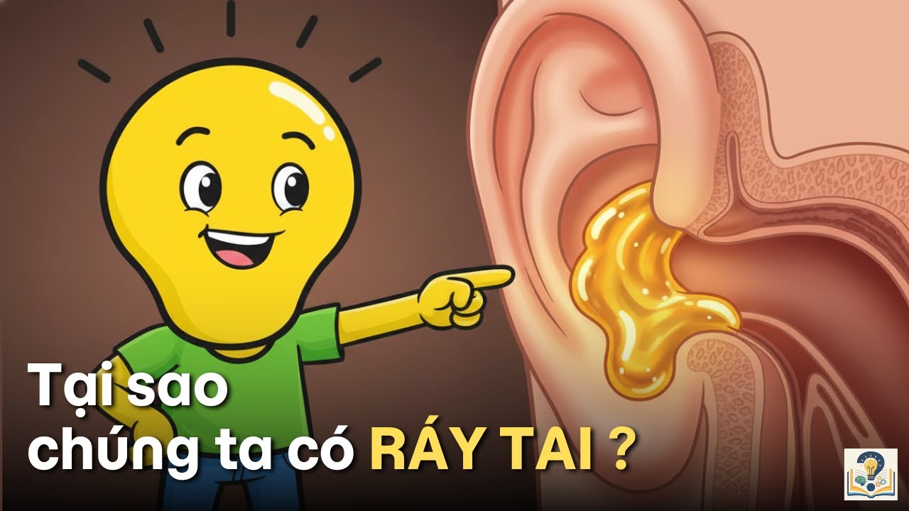 Tại Sao Chúng Ta Có Ráy Tai? Bí Mật Pháo Đài Trong Lỗ Tai