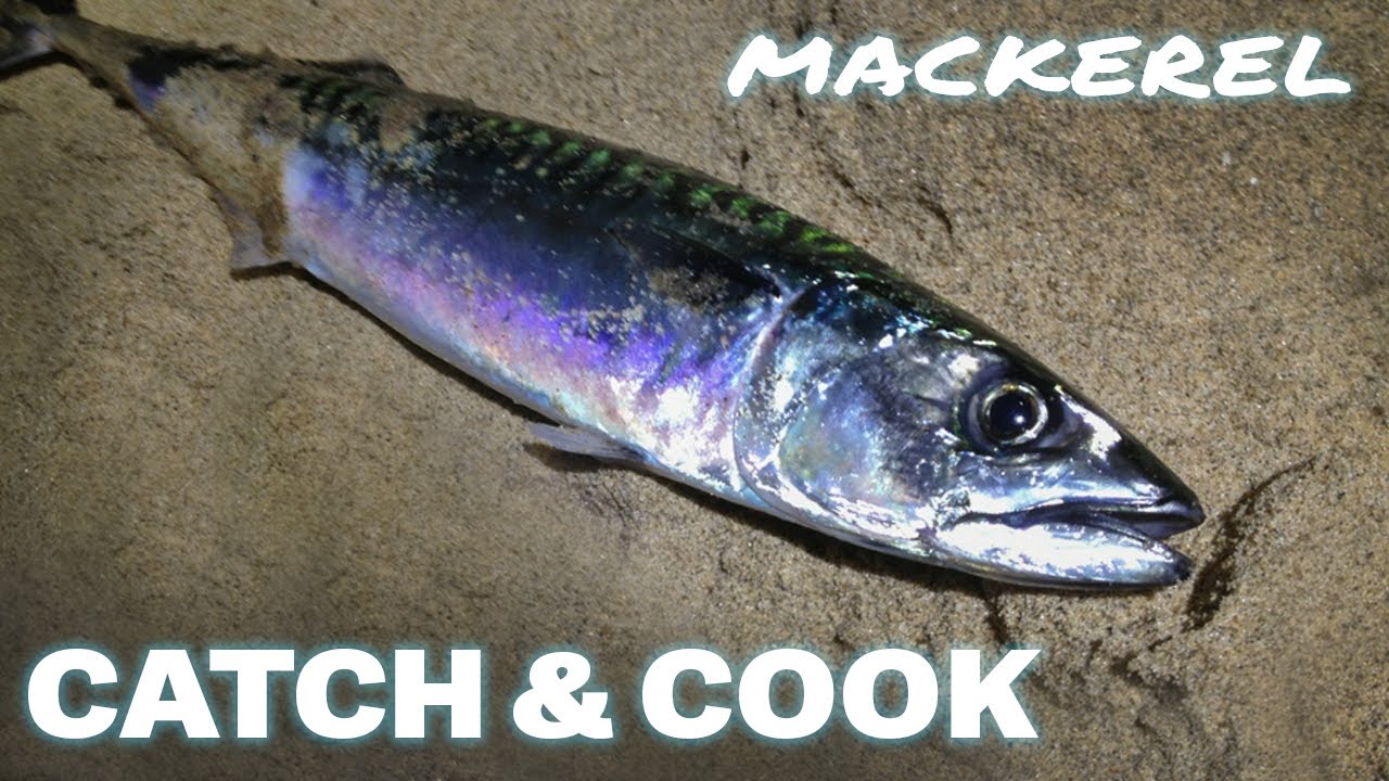 Ловля скумбрии на пляже Литл-Хейвен в Саут-Шилдсе | Catch & Cook