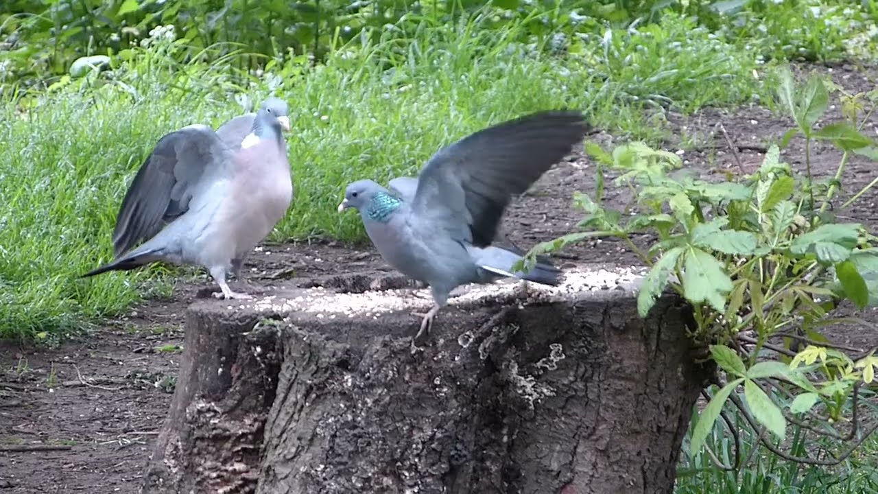 Stock dove meets aggressive woodpigeon