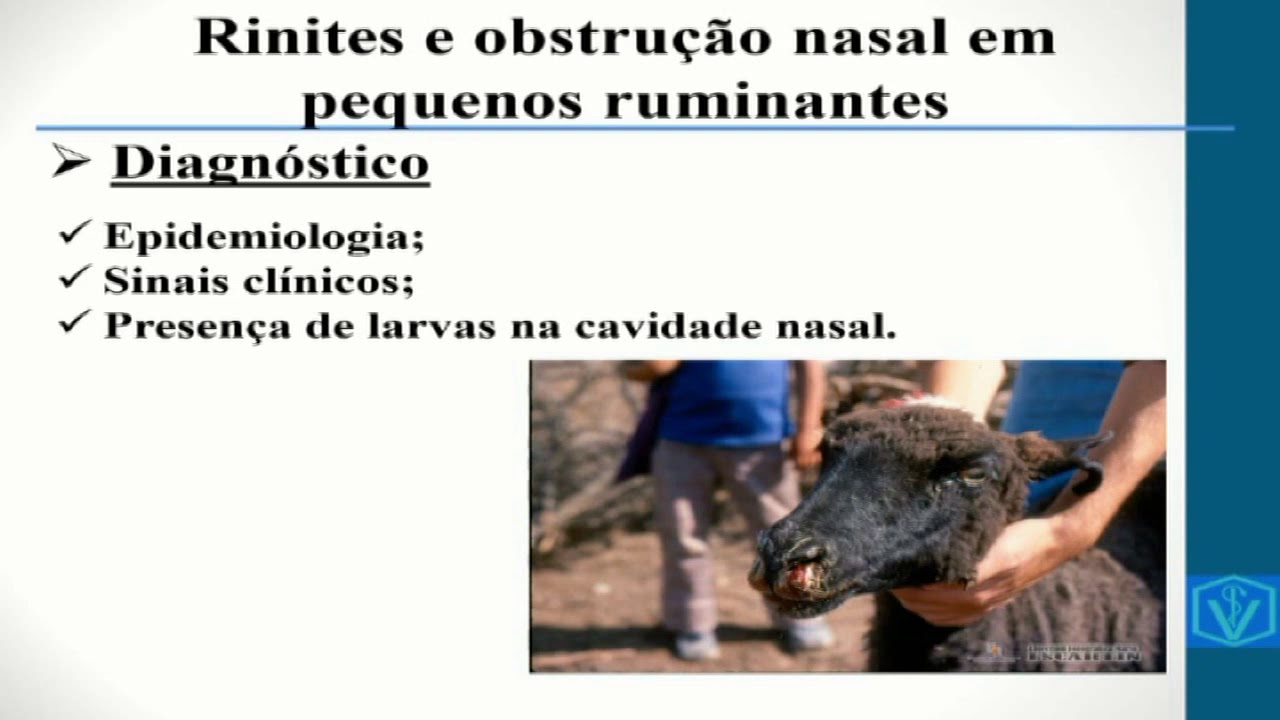 Oestrose - Oestrus Ovis