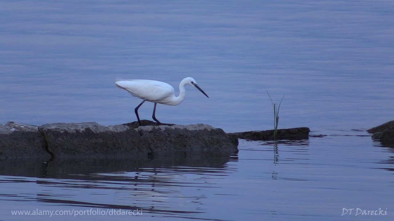 Zempl&iacute;nska &scaron;&iacute;rava - Czapla biała / Great egret / Большая белая цапля / Ardea alba