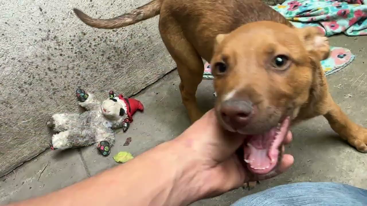 El pedía ayuda🤷🏻‍♂️ Nimodo de dejarlo en la calle . Cachorro rescatado 