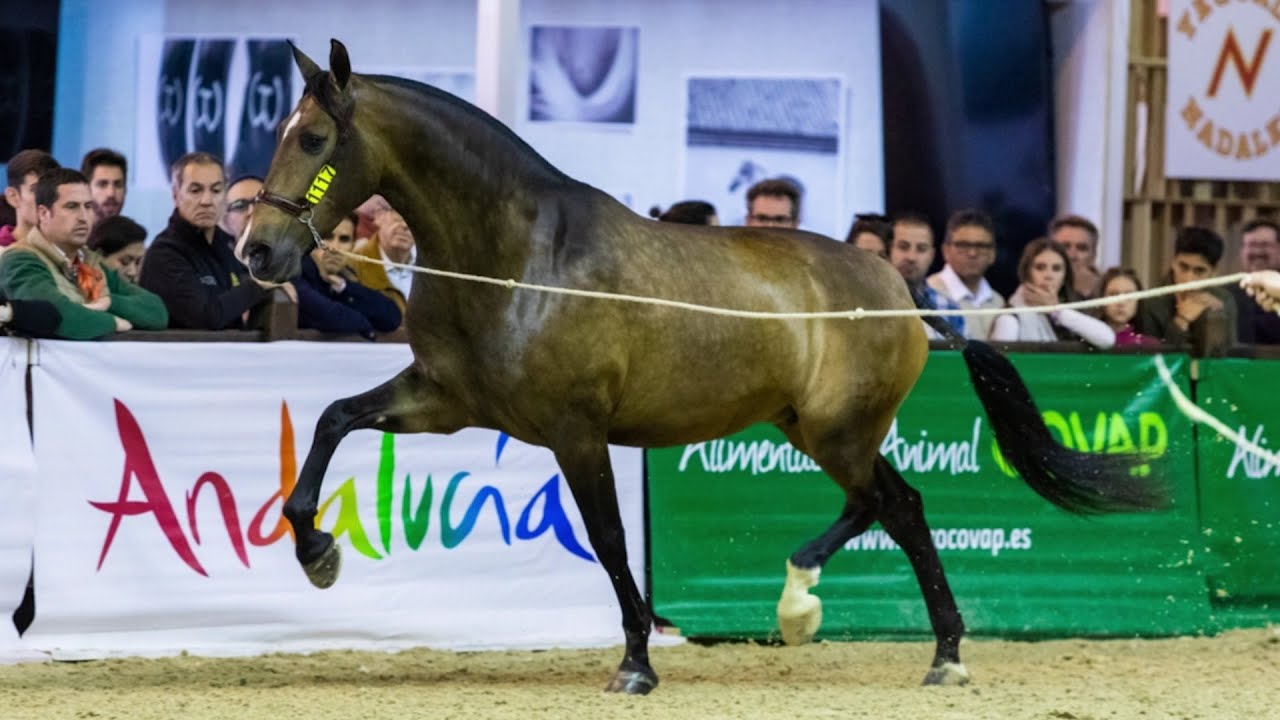 Conociendo a CHISPA TORRELUNA - PRE Campeona del Mundo en SICAB 2022 - Propiedad de Yeguada Maypol