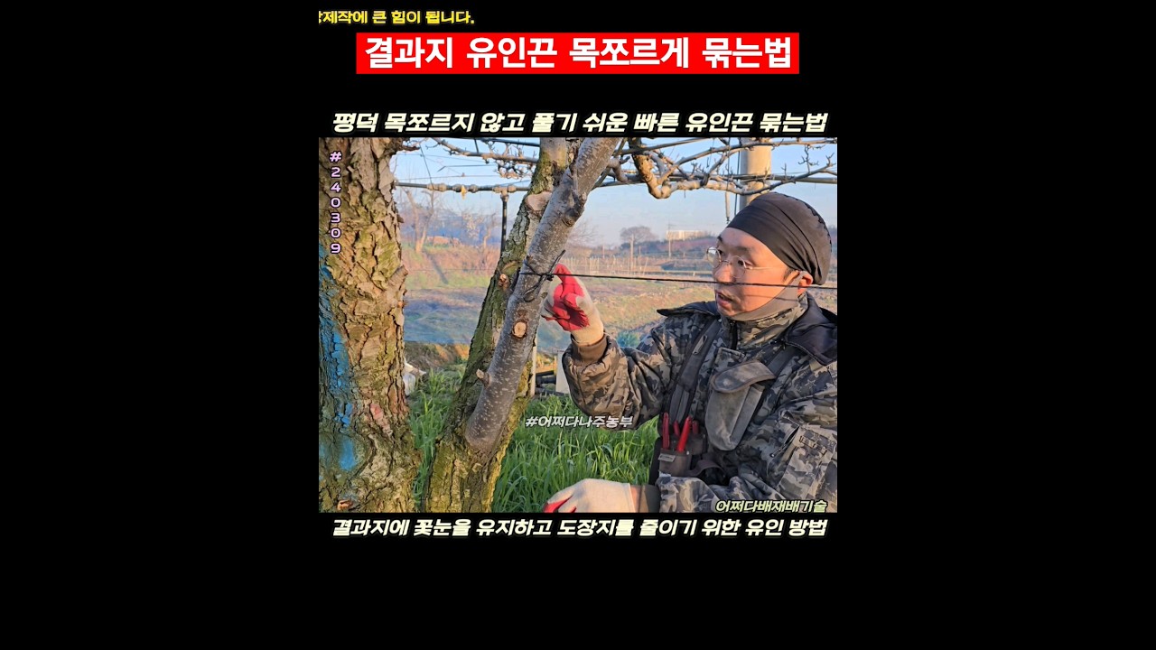 결과지 유인끈 목쪼르게 묶는법