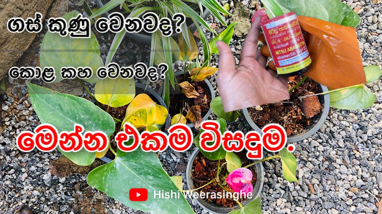හිතන්නත් කලින් ගස් මැරෙනවද? ලෙඩේ අදුරගන්න බැරිද? #hishi #plants #srilanka #anthurium #wagawa