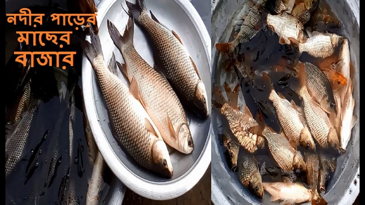 নদীর পাড়ের ফ্রেস মাছের বাজার | কাউতলি মাছের বাজার, বি,বাড়িয়া | Kawtoli Fish Market | River Side Fish