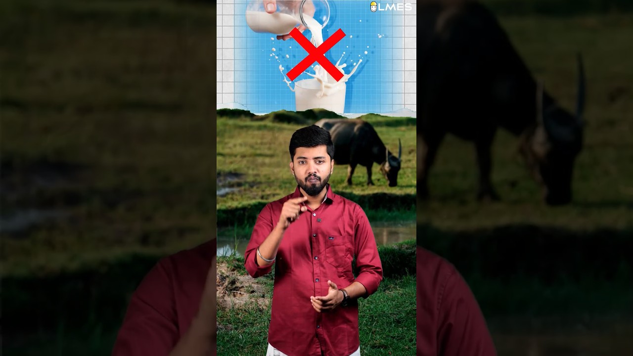 Cow adhavdhu orru maadu 🐄 ! Cow milk vs maatu milk , which is better? A1 vs A2 milk