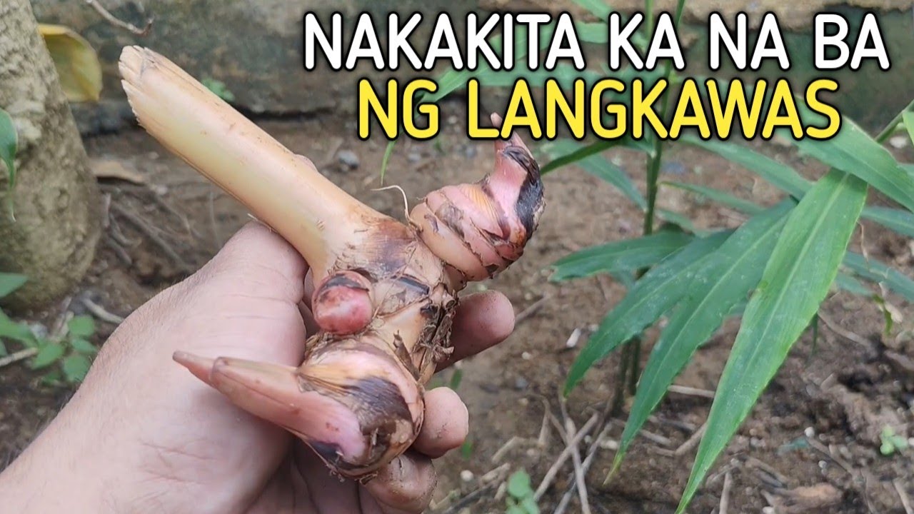 Paano Magtanim ng Langkawas 