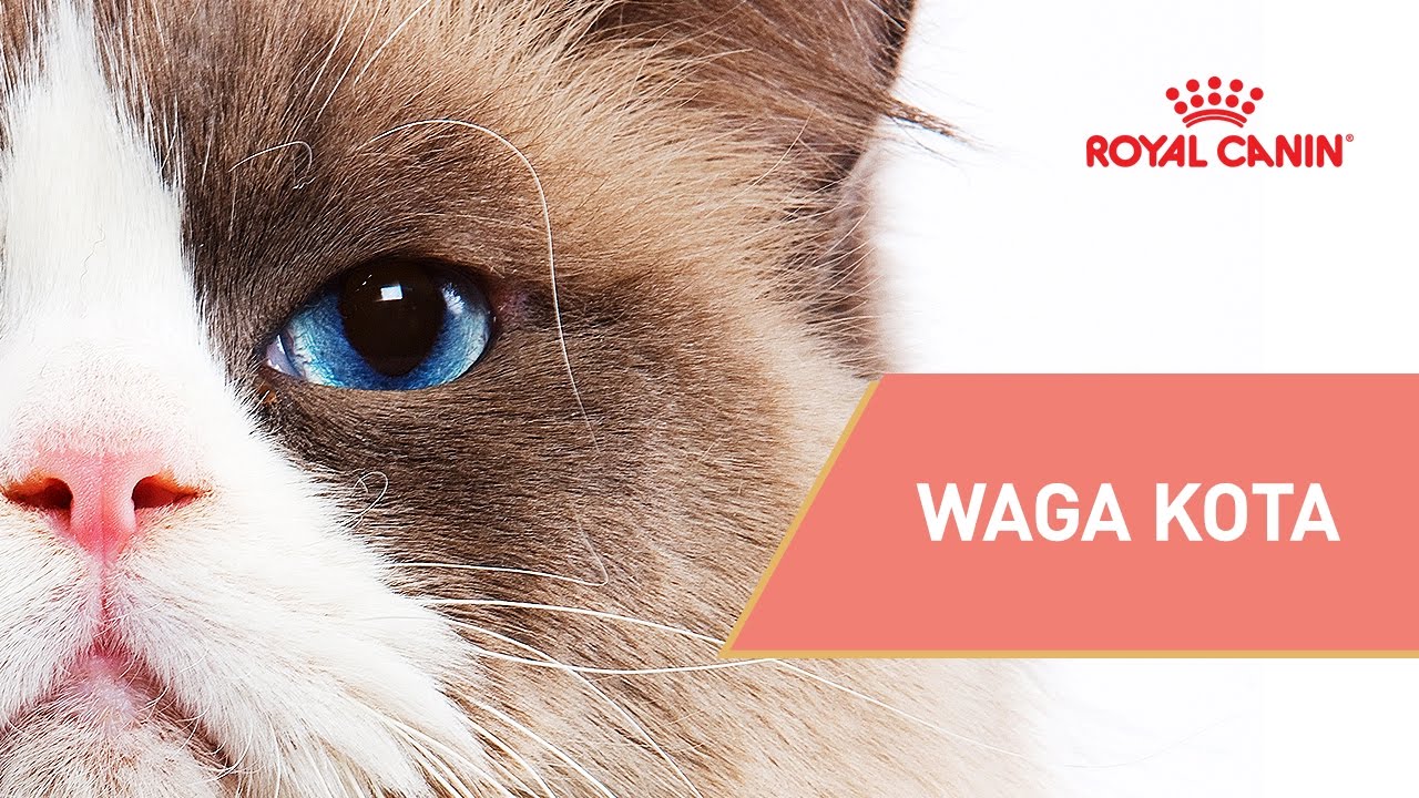 Waga kota - 2 skuteczne sposoby na ocenę kondycji kota || ROYAL CANIN || Porady dla właściciela kota