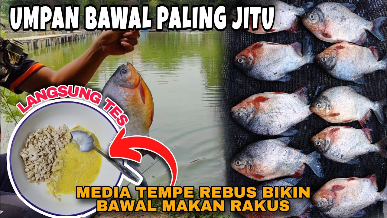 UMPAN IKAN BAWAL KOLAM HARIAN PALING JITU DAN AMPUH