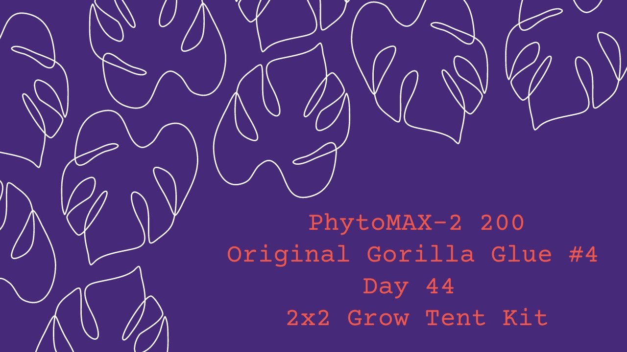 PhytoMAX-2 200 l Original Gorilla Glue #4 l Day 44  l in a 2x2 Tent