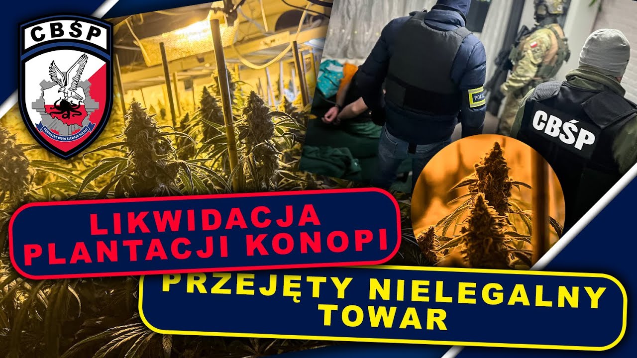 CBŚP rozbiło międzynarodową grupę produkującą marihuanę