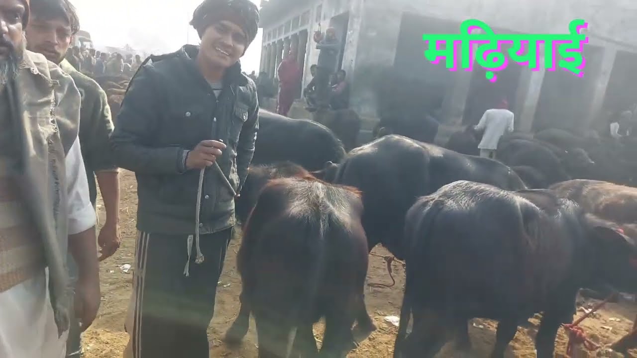 मुर्रा कटिया पाड़ियों का मेला मढ़ियाई पशु पैठ | Madhiyai Pashu Mandi | Sardhana Peth | Calf | Heifer