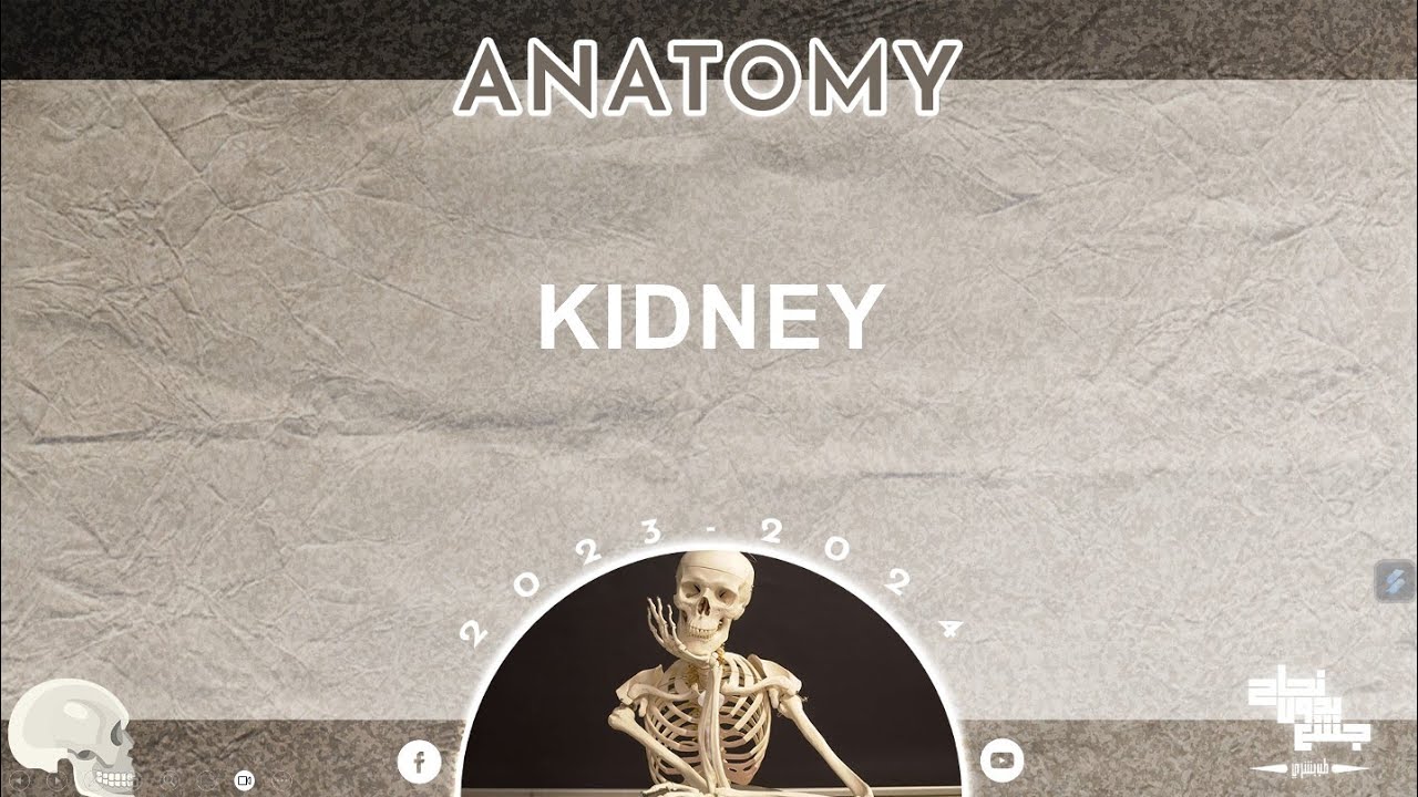 L1, Kidney and ureter, Anatomy