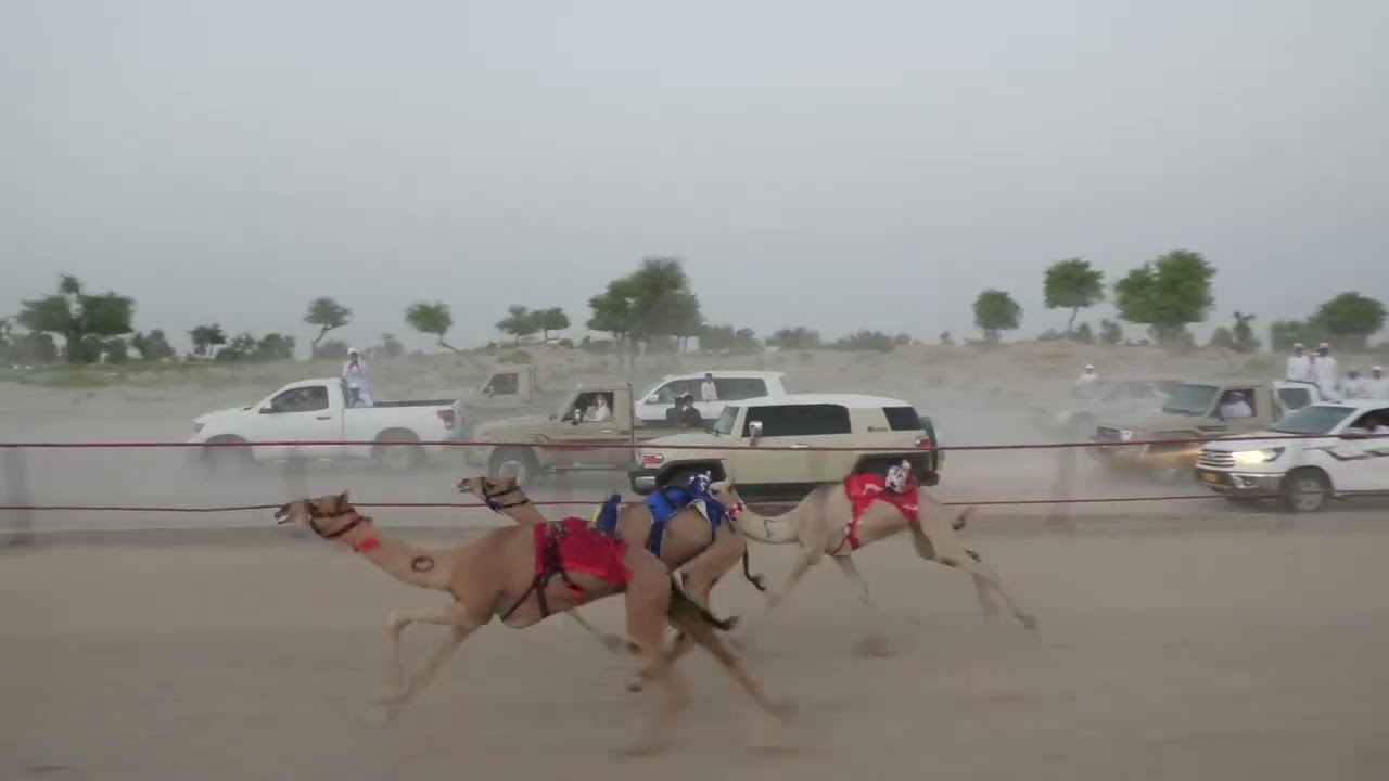 الشوط 1… (اسيل) لـ حمد بن خميس الكاسبي 2:05