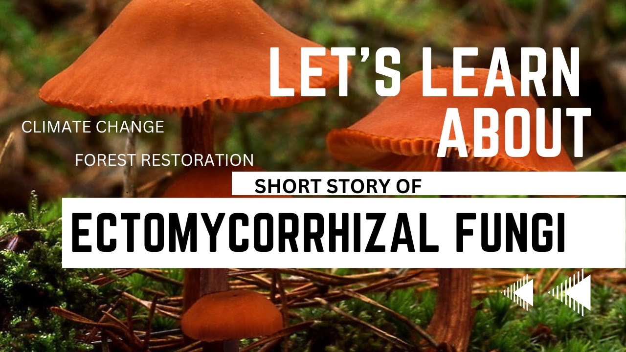 Forest's Hidden Allies: Ectomycorrhizal Fungi