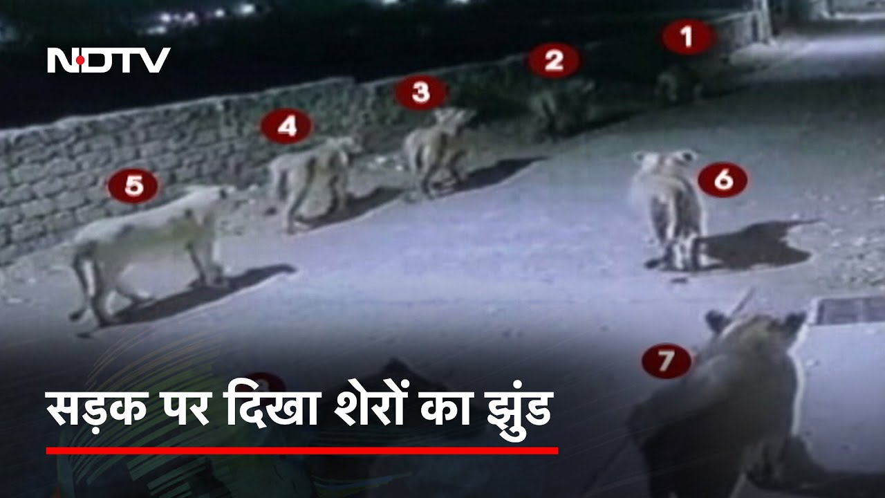 Gujarat के Amreli में सड़क पर दिखा शेरों का झुंड