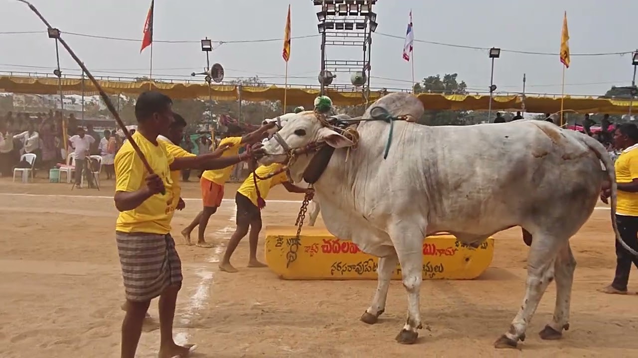 BOREDDY KESAVAREDDY BULLS 