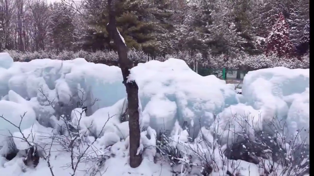 눈밭이된 한밭서수목원