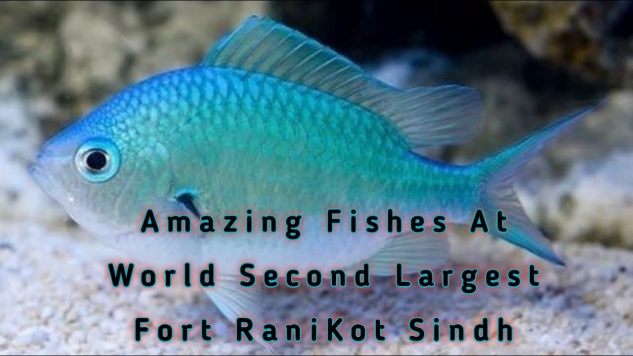 Amazing fishes Nature & wildlife Explorer 