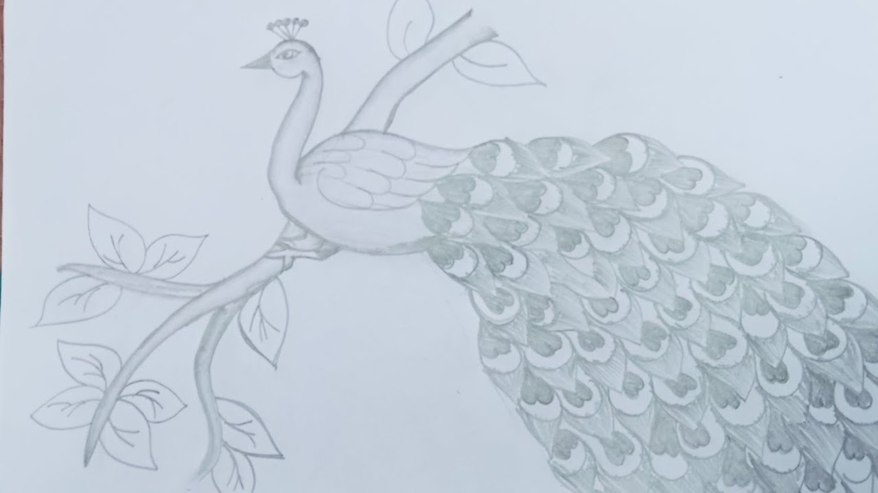 मोर का चित्र बनाना सीखे /how to draw a peacock very easy peacock drawing step by step banana sikhe .
