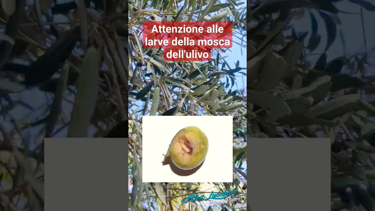 Attenzione alle larve della mosca dell'ulivo #olivo #faidate