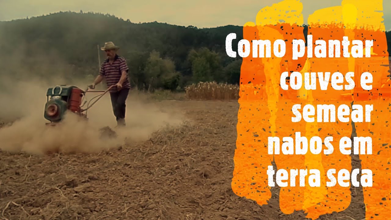 Como plantar couves e semear nabos em terra seca