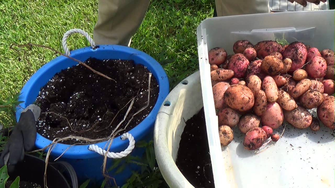 Red Potato Picking from Pots, Great Harvest