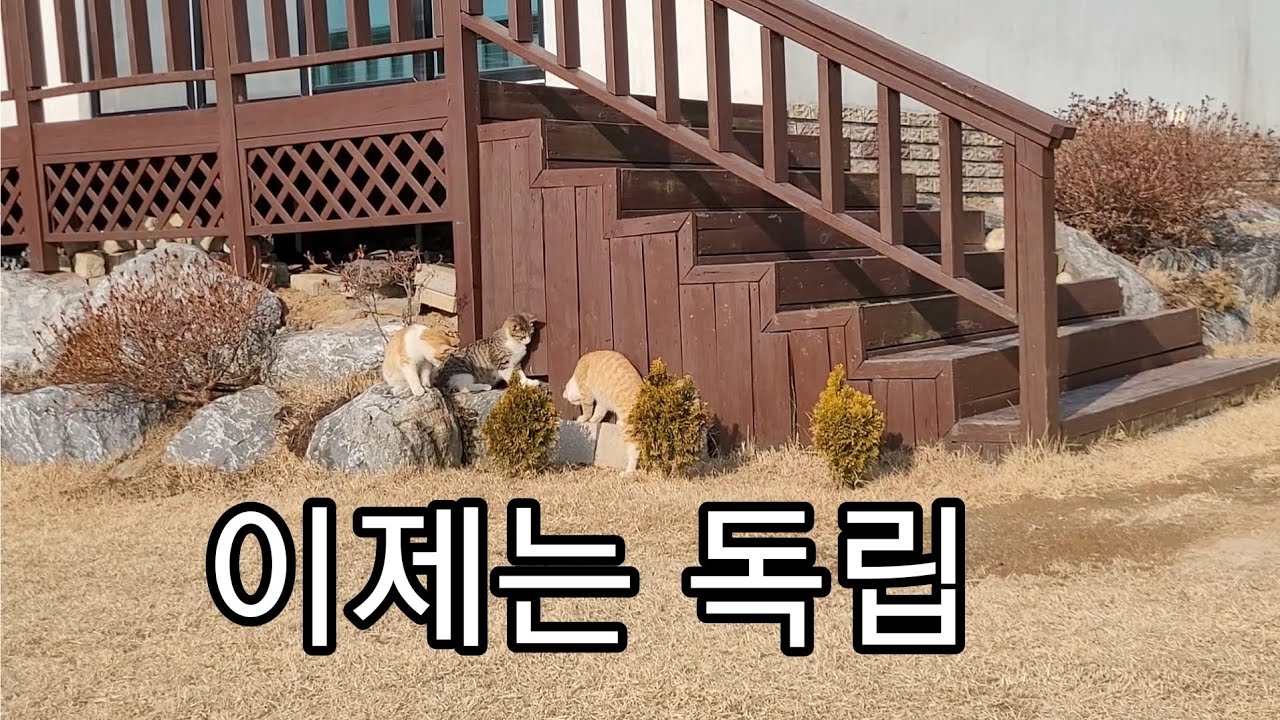 호빵이 아이들, 이제 각자의 길로