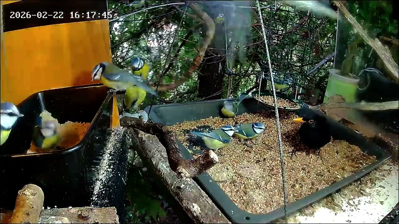 Nachmittags ist an der Nuss-Tanke sehr viel los, Teil 2 (22.02.2026)
