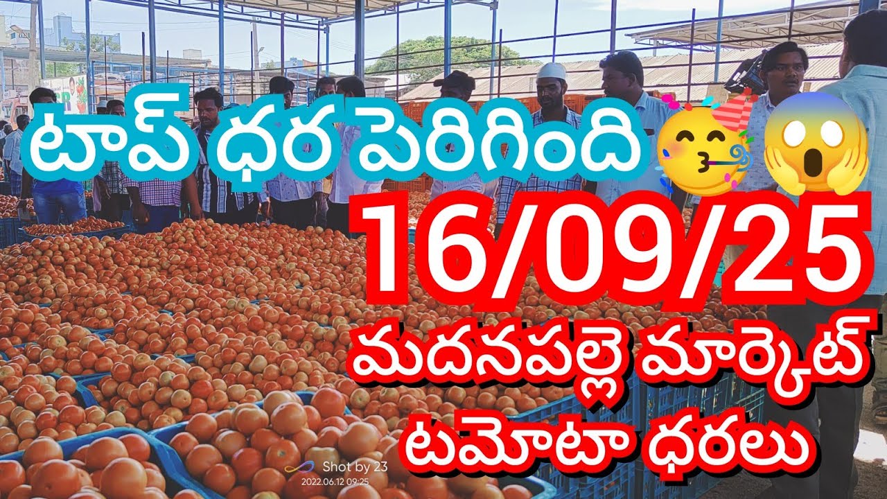 16-09-25 Madanapalle Tomato Market price Today || Today Tomato Market Rate in Madanapalle #today