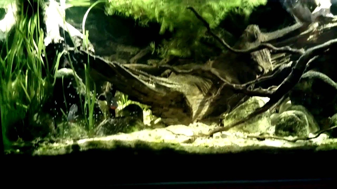 250L CA - Thorichthys meeki with fry and Cryptoheros cutteri