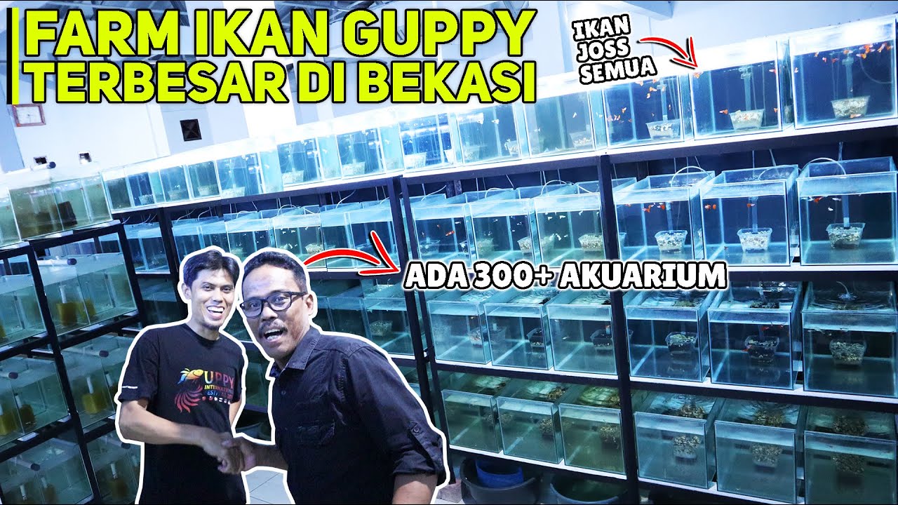PETERNAK IKAN GUPPY TERBESAR DI BEKASI! ADA 300+ LEBIH AKUARIUM DI SINI! DAN PULUHAN JENIS GUPPY !!!