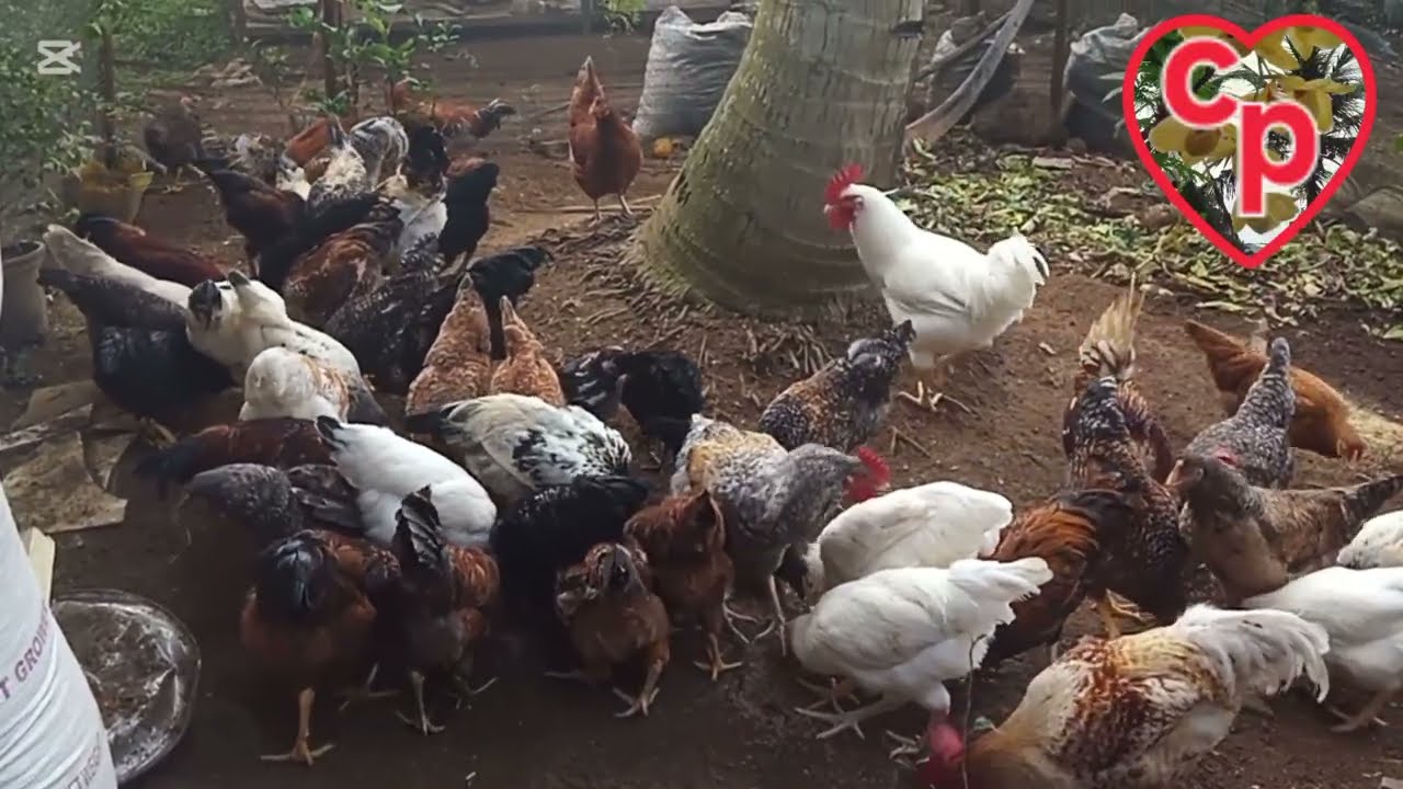 ඔයාගෙ කිකිළියන් බිත්තර  දාන්  නැද්ද?මේ වීඩියෝව  අනිවාර්යයෙන්ම  බලන්න @ChamilaPriyangani-pn7vt 