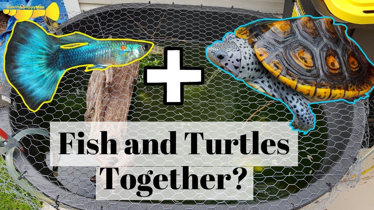 Can I Keep Fish With My Turtles?