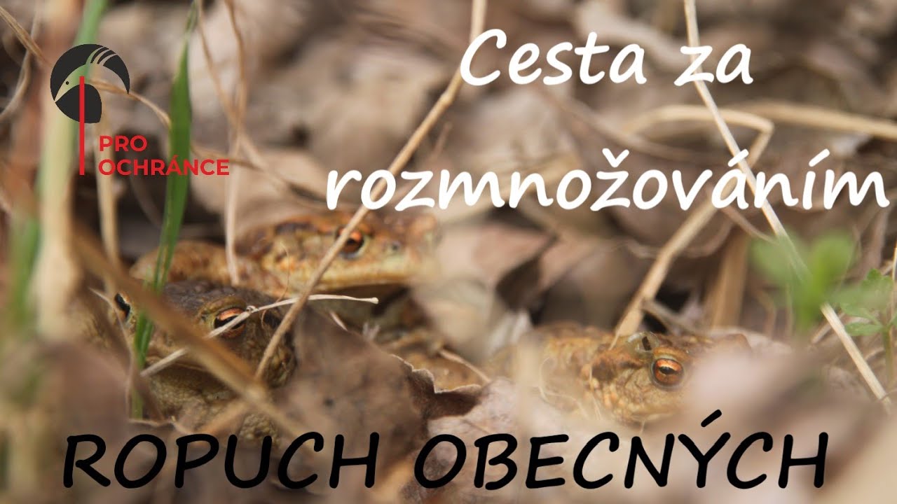 Představujeme v&aacute;m ROPUCHU OBECNOU, Ž&aacute;by na tahu, rozmnožov&aacute;n&iacute; ropuch, ropucha obecn&aacute;, toad mating...