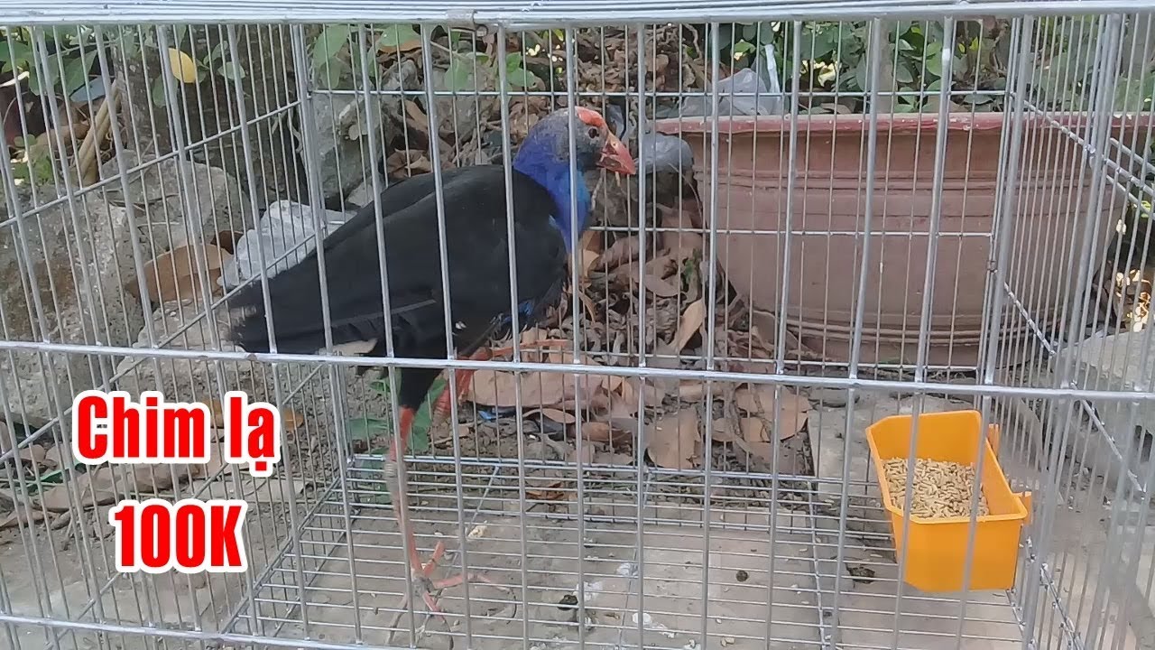 Chim qu&yacute; lạ| Mua Chim lạ 100K về nu&ocirc;i| KPTV
