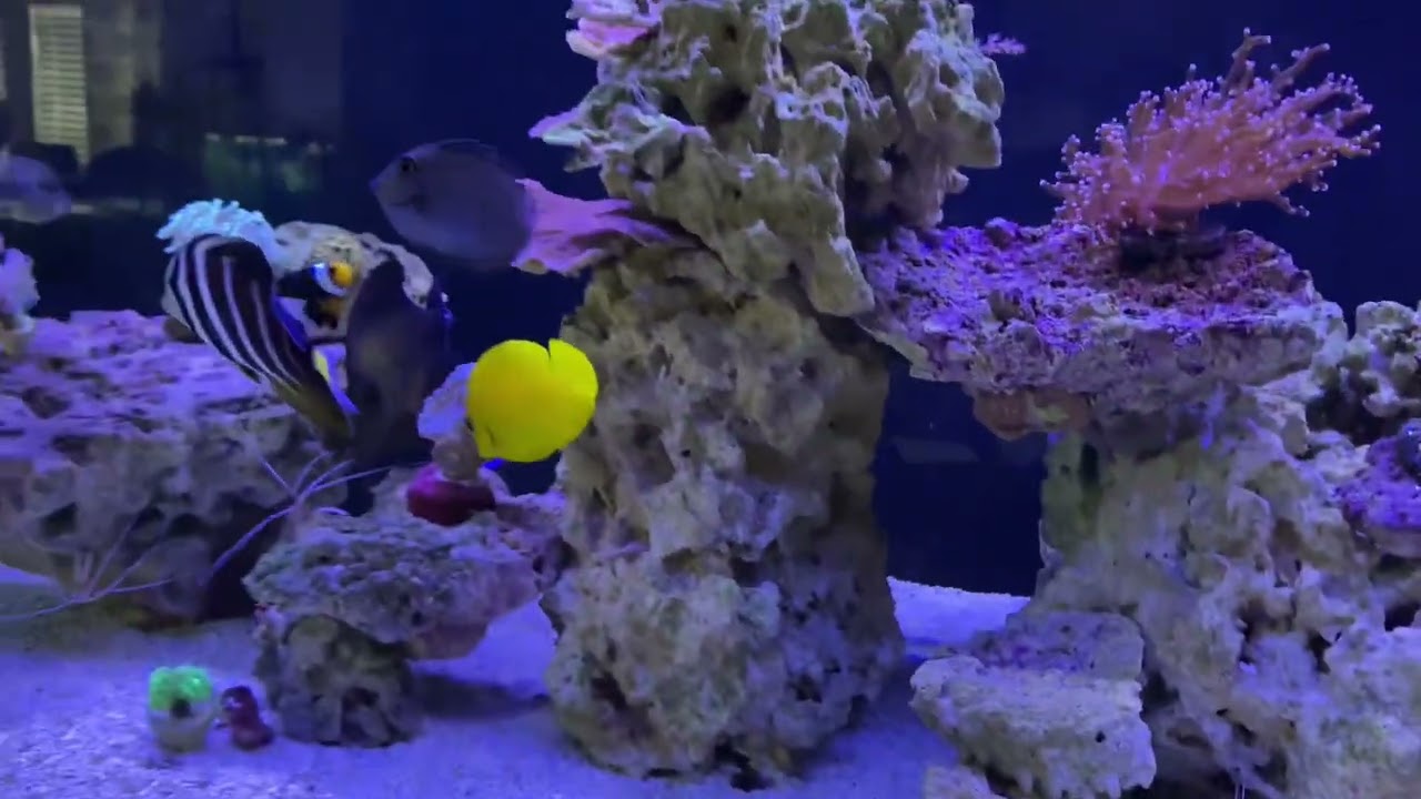 No sump, no skimmer and no water change reef tank.