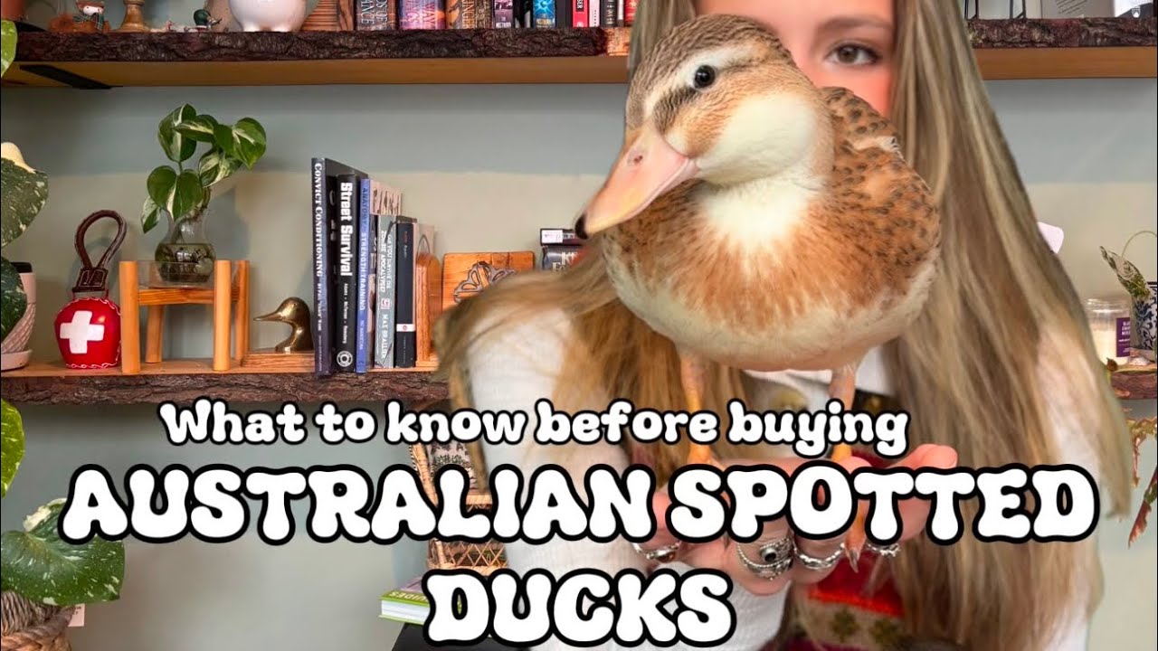 Everything You Need To Know About Australian Spotted Ducks!