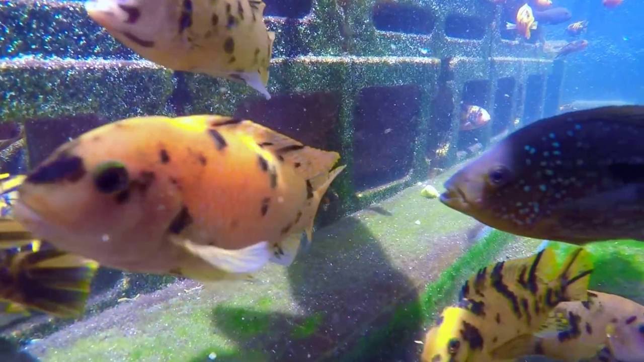 My 750 Gallon Pond Part 4
