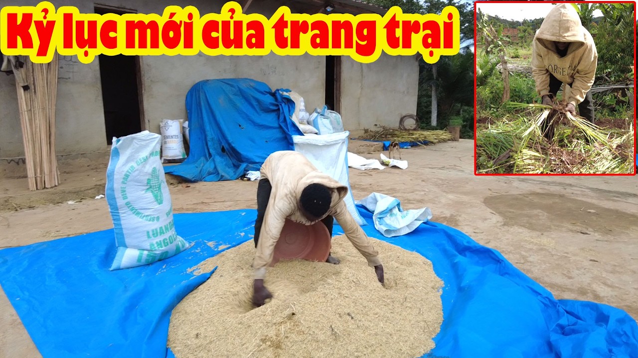 1kg thóc giống ST 25  thu hoạch được 8 bao thóc đầy || Tony phong cuộc sống Châu Phi