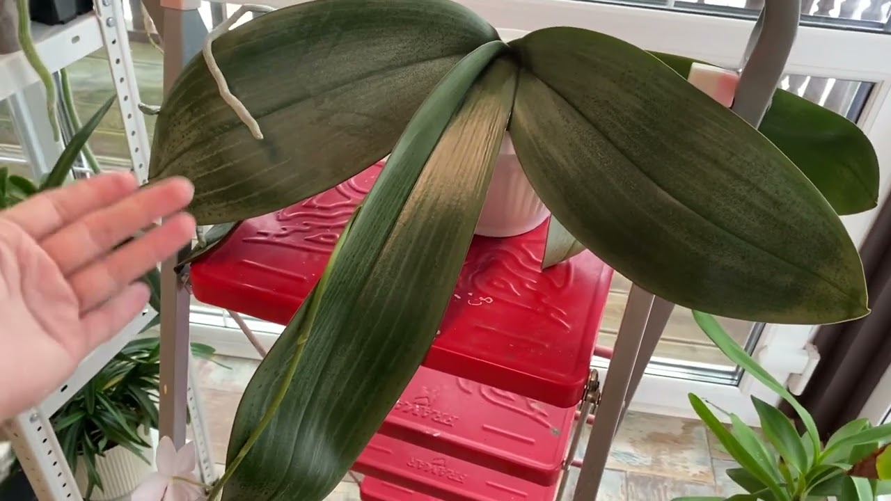 Phal.Schillgig (p.schilleriana x p gigantea)