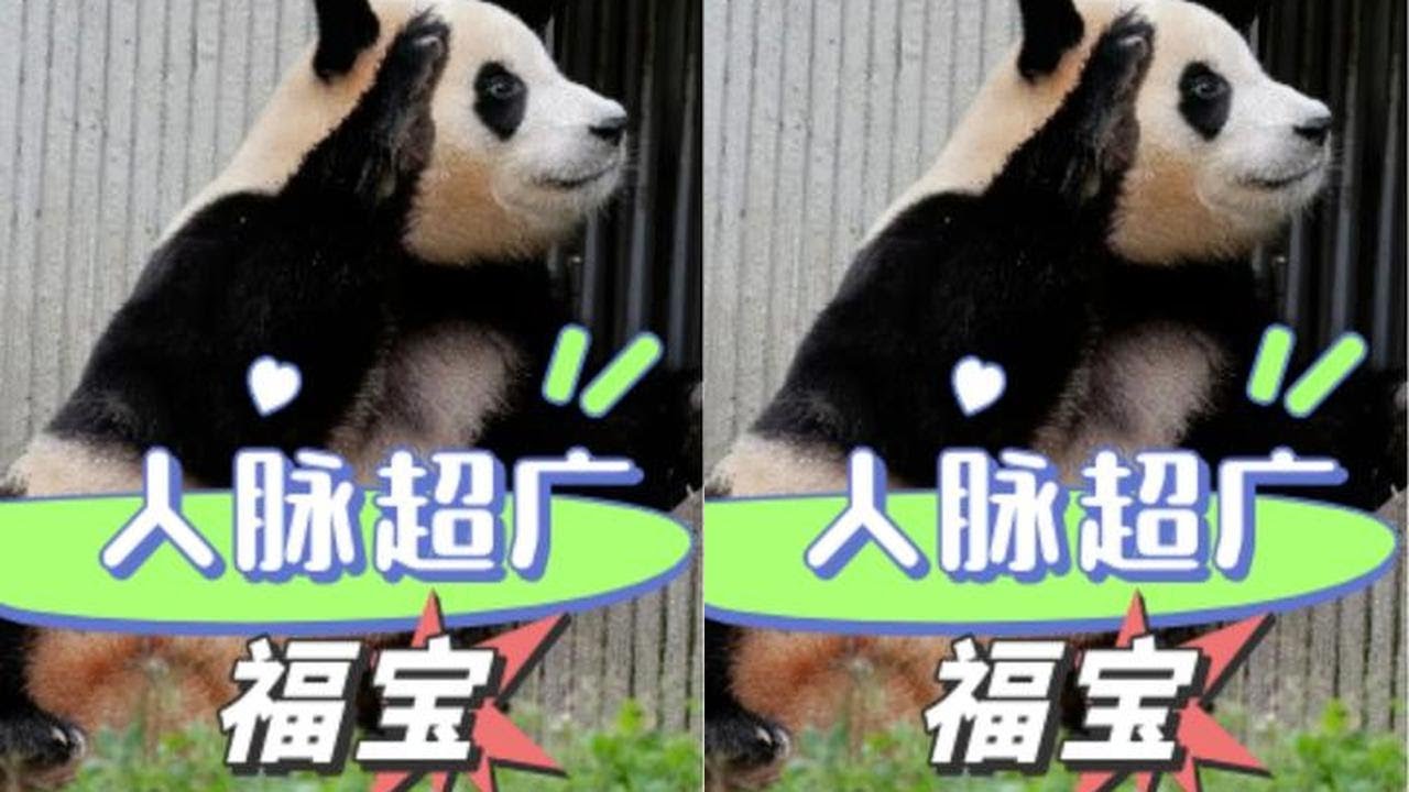 没想到福宝在神树坪的人脉这么广！即便不能展出也有刘奶爸发文报平安#福宝 #徐奶爸 #刘怀庭奶爸 #徐福记 #熊猫