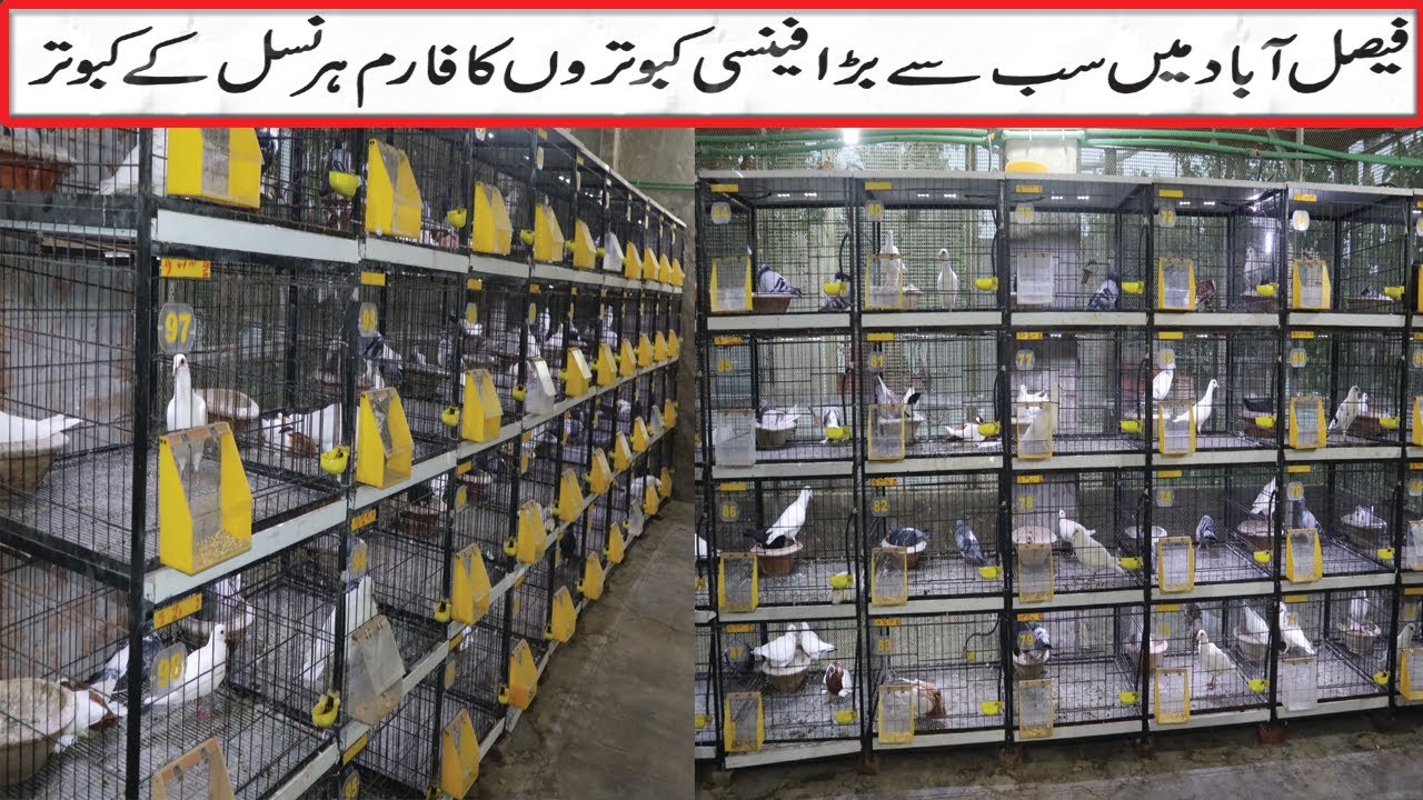 Sandhu Fancy Pigeons Farm in Faisalabad | Imported Fancy Pigeons Breed in Pakistan